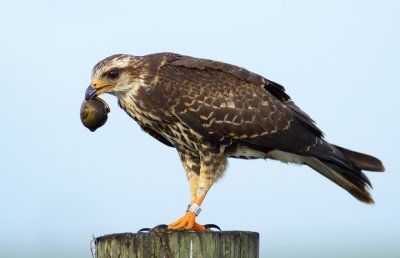 Why they call 'em Snail Kites!