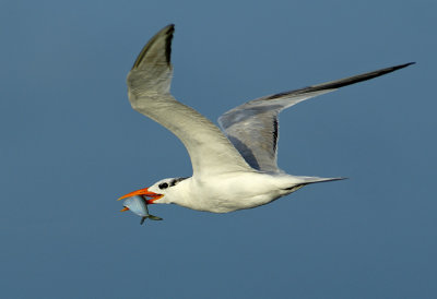 Royal Tern flying w/fish II
