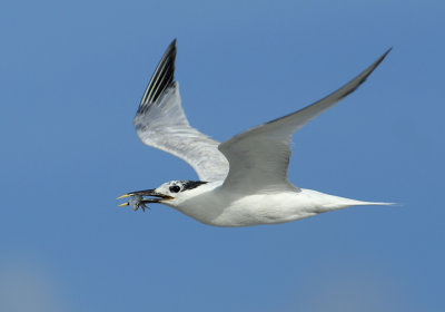 Sandwich Tern flying w/fish
