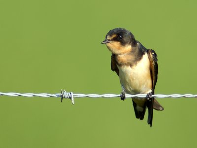 Barn Swallow