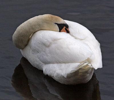 Swans002