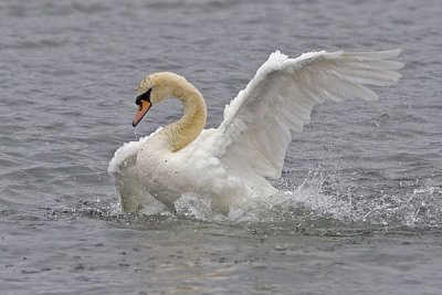 Swans003