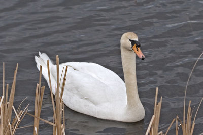Swans009