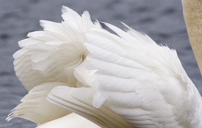 Swans010
