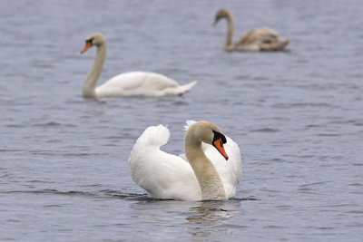 Swans011