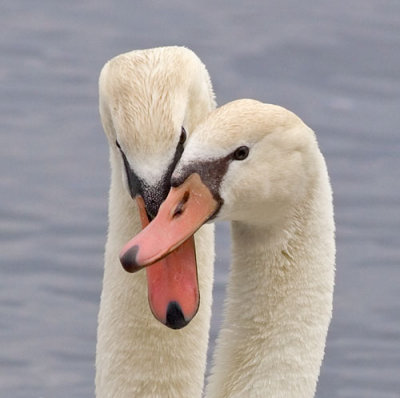 Swans012
