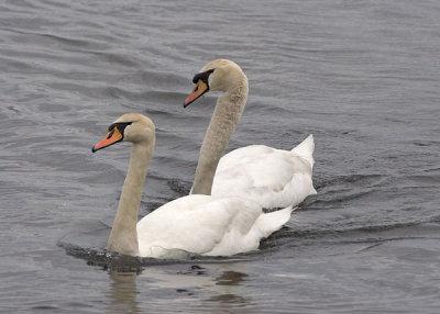 Swans013