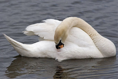 Swans014