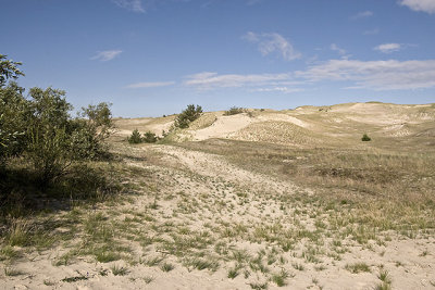 Sand Dunes in Nida