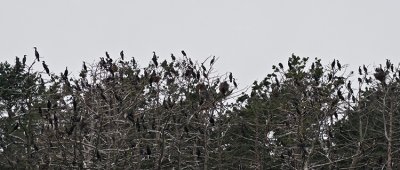 Bird Sanctuary on Curonian Spit