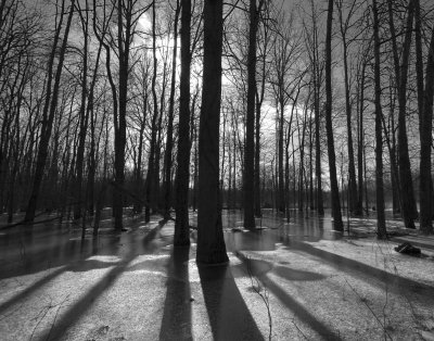 Frozen Swamp