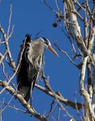 GBH Perched 1.jpg