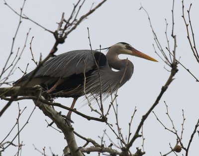 GBH Perched 2.jpg