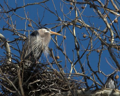 GBH Perched 3.jpg