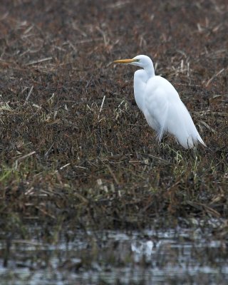 Great Egret