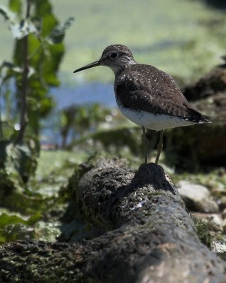 sandpiper-01 edited2.jpg