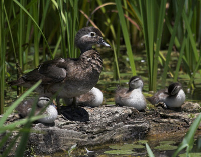 Wood Duck And Chicks