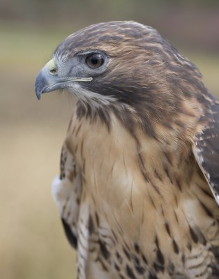 Red Tail Hawk Portrait.jpg