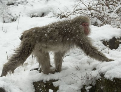 Japanese Snow Monkeys