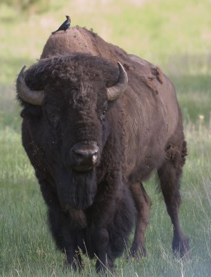 South Dakota Wildlife