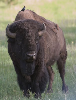 Bison