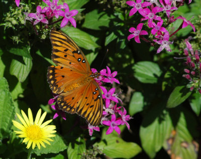 The Dallas Arboretum