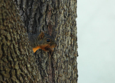 You're Not Gettin' My Nut!