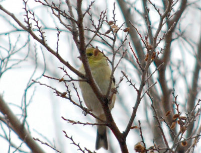 American Yellow Finch