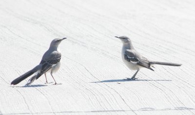 Courting Mockingbirds
