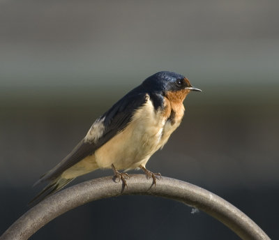 Barnswallow