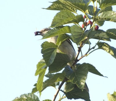 Mockingbird in a Mulberry