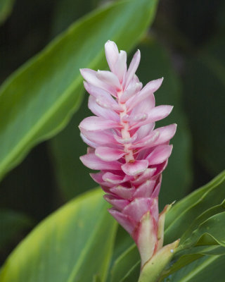 Pink flower