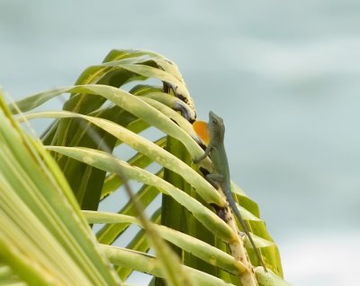 Anoli in a Palm