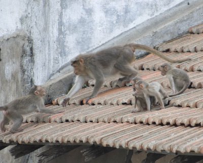 Monkeys on Chamundi Hill