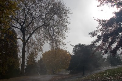 Autumn Fog III