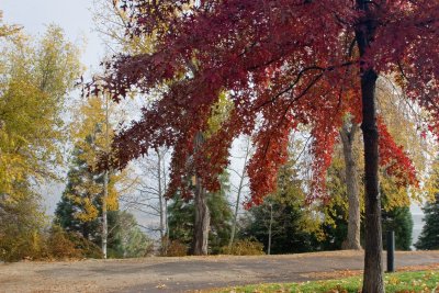 Fall Colours