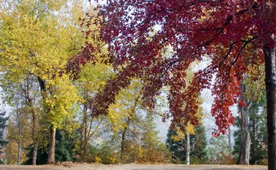 Fall Colours I