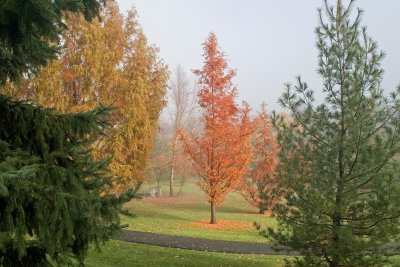 Fall Colours III