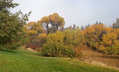 Fall Colours V