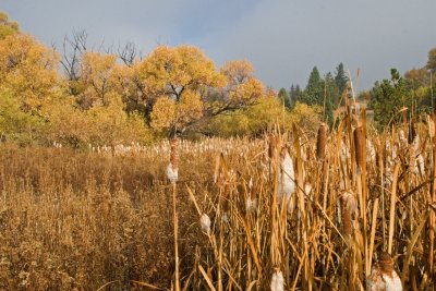 Marsh Land