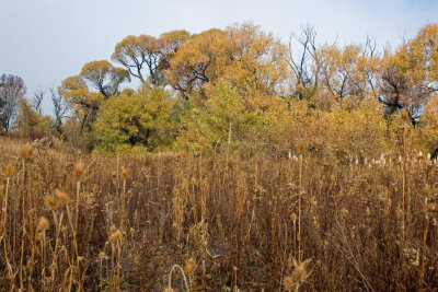 Marsh Land II