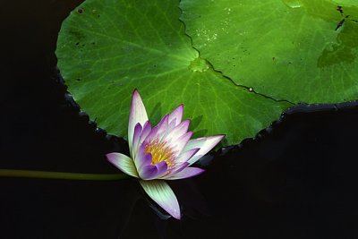 Lotus001.jpg