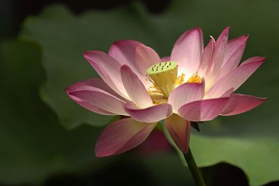 Lotus003.jpg