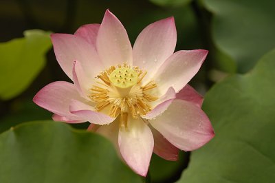 Lotus004.jpg