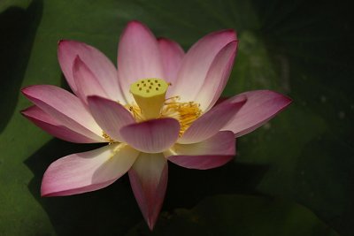 Lotus005.jpg