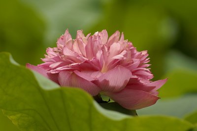 Lotus009.jpg