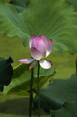 Lotus010.jpg