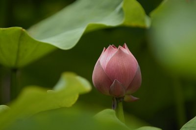 Lotus012.jpg