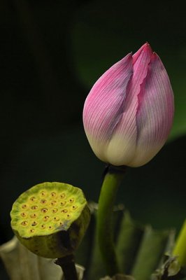 Lotus013.jpg