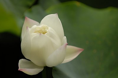 Lotus014.jpg